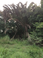 Raphia australis