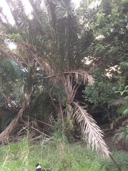 Raphia australis