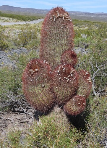 Spiny red ball (Denmoza rhodacantha)