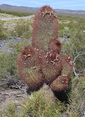 author not stated, no rights reserved Denmoza rhodacantha, photograph author not stated, no rights reserved