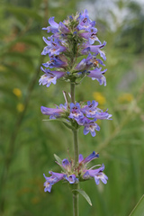 Penstemon hesperius