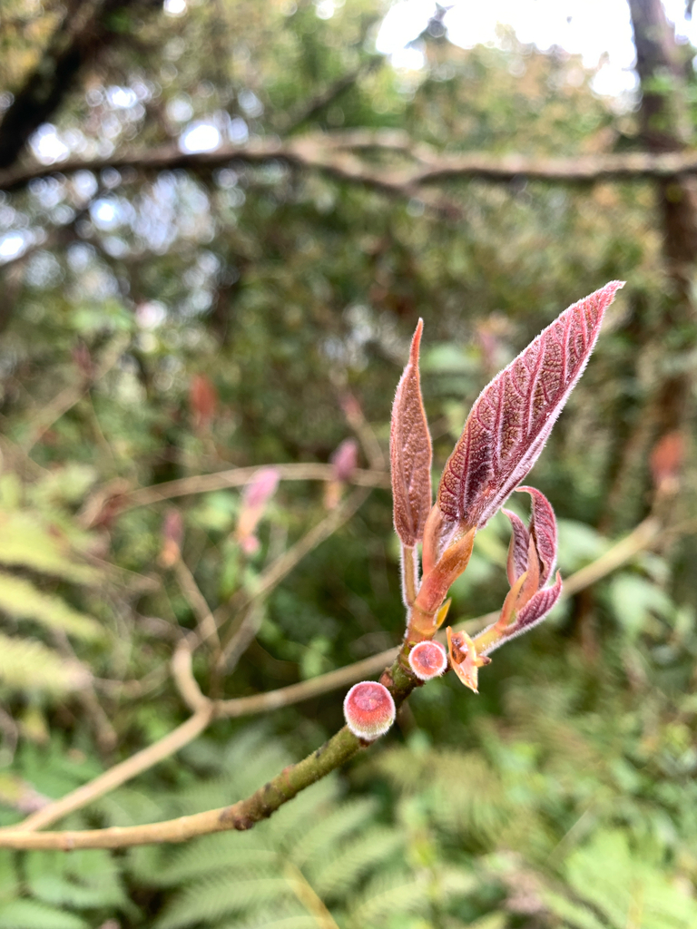 Japanese fig (Ficus erecta)