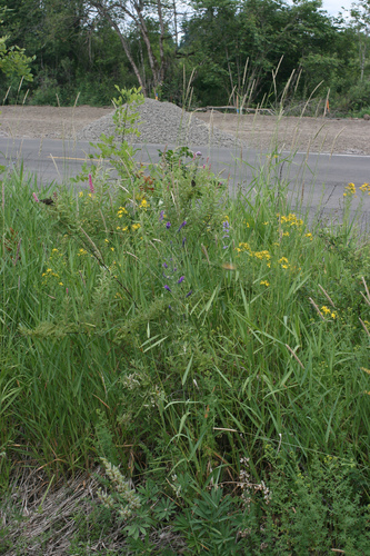 Penstemon hesperius, photograph 1