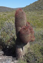 author not stated, no rights reserved Denmoza rhodacantha, photograph author not stated, no rights reserved