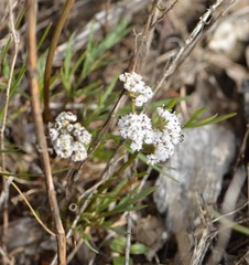 Lomatium piperi