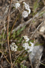 Lomatium piperi