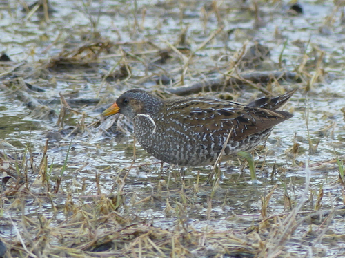 iNaturalist: (c) eliot_rbls, some rights reserved (CC BY-NC) iNaturalist image