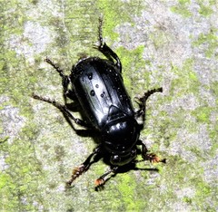 Nicrophorus humator