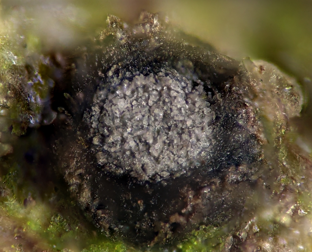 Schizoxylon sepincola