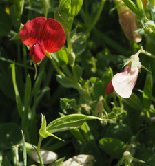 Lathyrus pseudocicera
