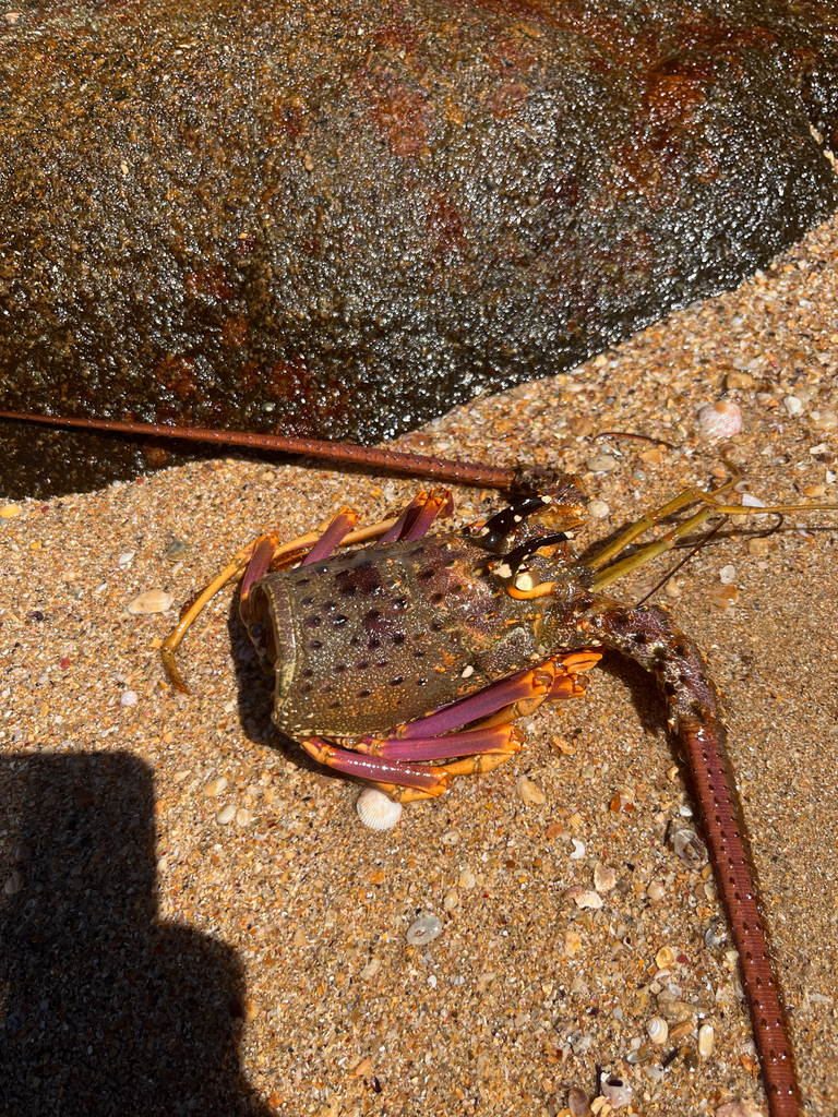 Panulirus meripurpuratus