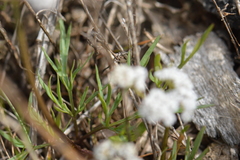 Lomatium piperi