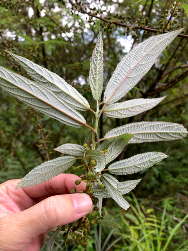 Edible debregeasia (Debregeasia orientalis)