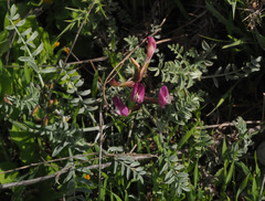 Astragalus sanctus