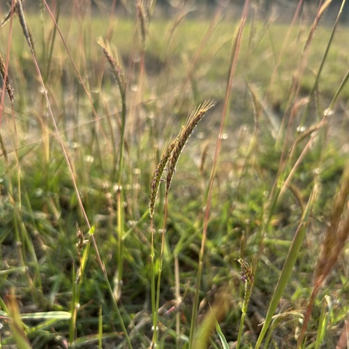 Dichanthium caricosum observed 2026-03-29