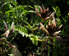 Astragalus palaestinus