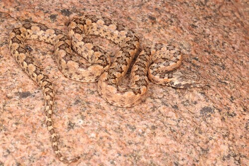 Western Keeled Snake