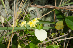 Mussaendeae