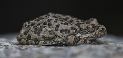 California Chorus Frog photo 2