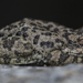California Tree Frog - Photo (c) Brad Winckelmann, some rights reserved (CC BY-NC)