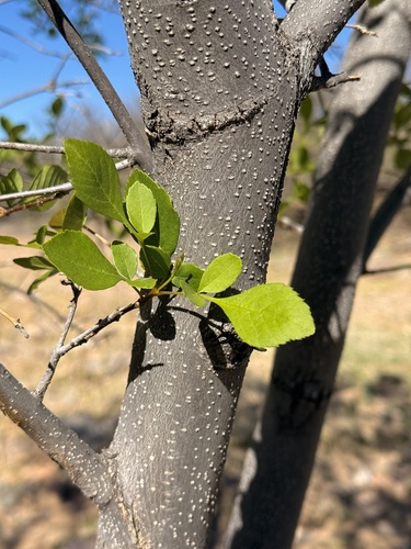 Velvet Ash (Fraxinus velutina)
