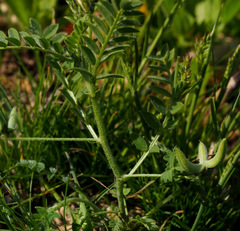 Astragalus asterias