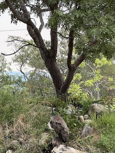 Indian Peafowl
