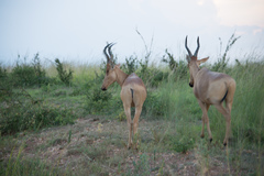 Alcelaphus buselaphus lelwel