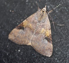 Avatha discolor