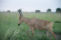 Alcelaphus buselaphus lelwel