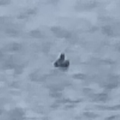 Avistamiento Fulica atra