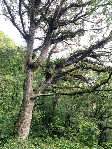 Red-bark Oak (Quercus gilva)
