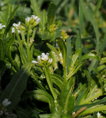 Neotorularia torulosa