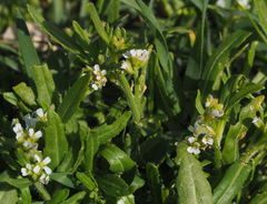 Neotorularia torulosa
