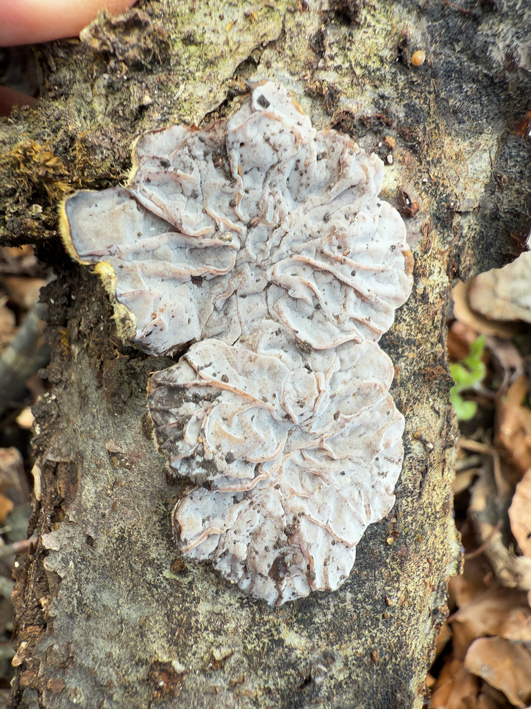 Auricularia mesenterica · April 2026 · photo: © headlounge (iNaturalist, cc-by)