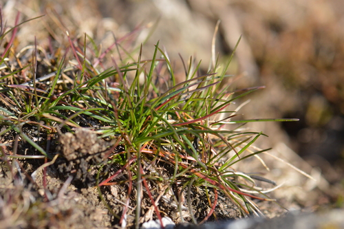 Canby's Bluegrass foliage