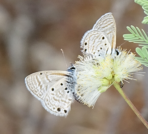 Bright Babul Blue