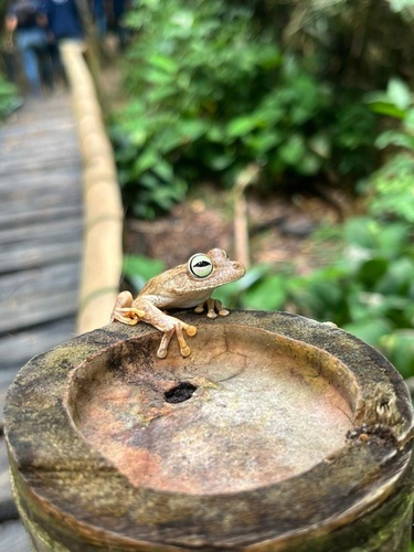 Banana Tree Dwelling Frog