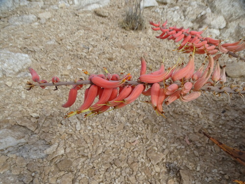 Sandpaper Aloe