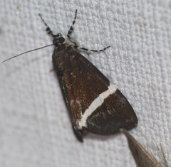 Coenotoca subaspersa