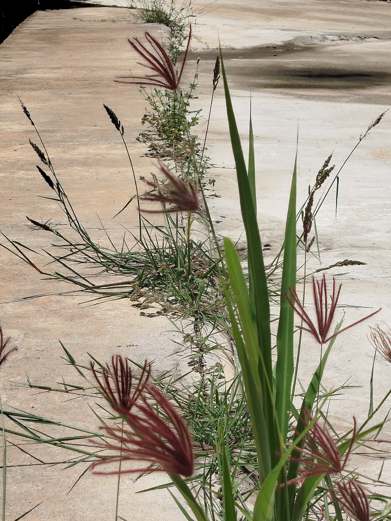Chloris barbata