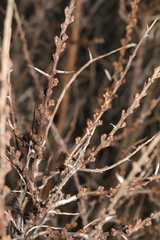 Hippophae rhamnoides