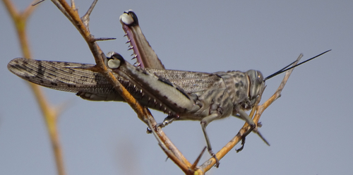 Tree Locust