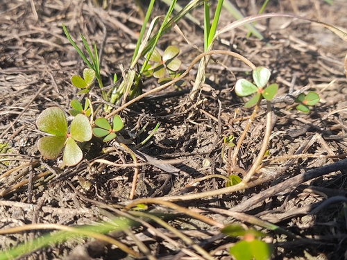 Marsilea strigosa (Marsilea strigosa)