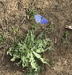 Celastrina echo