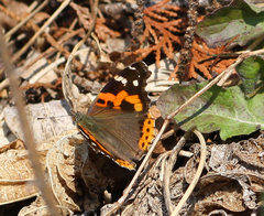 Vanessa indica indica