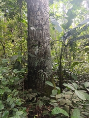 Philodendron pedatum (Philodendron pedatum)