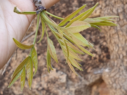 Wild Ash (Fraxinus dimorpha)