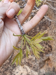Fraxinus dimorpha, photograph (c) Mehdi Chetibi, some rights reserved (CC BY)