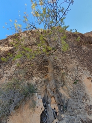 Fraxinus dimorpha, photograph (c) Mehdi Chetibi, some rights reserved (CC BY)